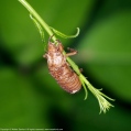 Periodical Cicada (Magicicada sp.)