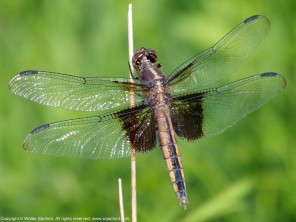 Photo 1: Dragonfly is excreting.