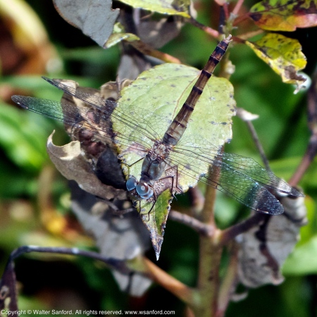 Blue-faced Meadowhawk dragonfly (female)