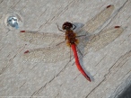 Autumn Meadowhawk dragonfly (male, malformed)