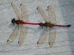 Autumn Meadowhawk dragonflies (mating pair, in tandem)