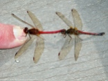 Autumn Meadowhawk dragonflies (mating pair, in tandem)