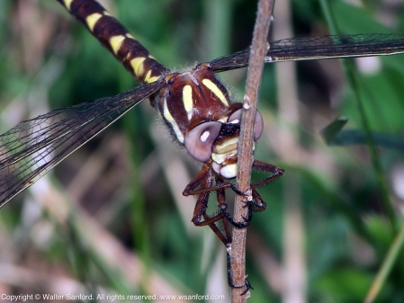 Brown Spiketail dragonfly (female)
