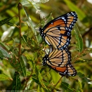 Viceroy butterflies (mating pair)