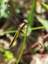 Spangled Skimmer dragonfly | immature female