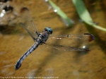 Great Blue Skimmer dragonfly (female, oviposition, in flight)