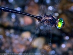 Mocha Emerald dragonfly (Somatochlora linearis)