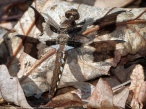 Common Whitetail dragonfly | immature male