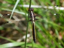 Spangled Skimmer dragonfly | immature male