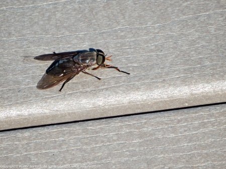 20 September 2013. Female horse fly (Tabanus calens).