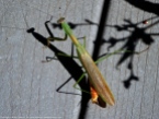 Unknown mantis (male)