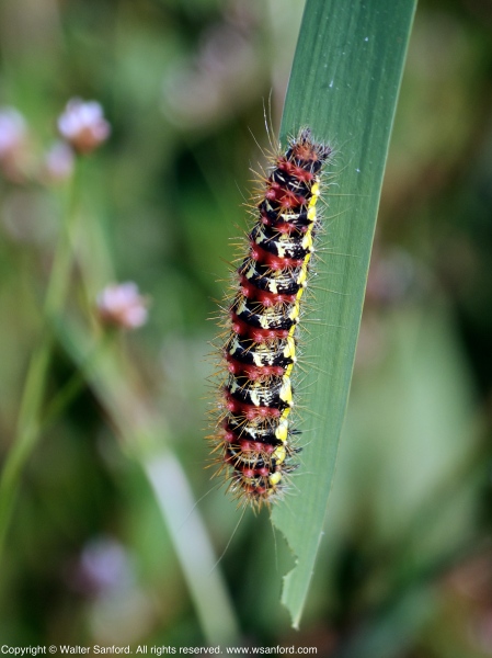 Smeared Dagger Moth caterpillar (Acronicta oblinita)