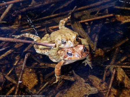 American Toads (mating pair)