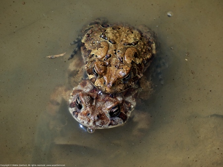 American Toads (mating pair)