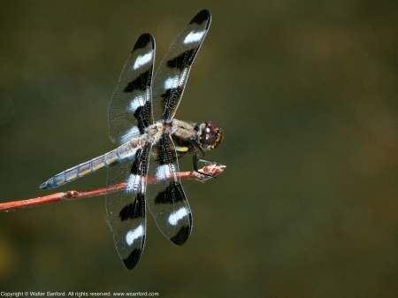 Twelve-spotted Skimmer dragonfly (young male)