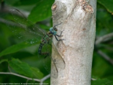 Swamp Darner dragonfly (female, oviposition)