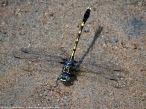Common Sanddragon dragonfly (male)