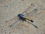Common Sanddragon dragonfly (male)