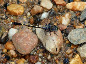 Common Sanddragon dragonfly (male)