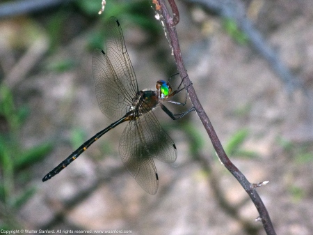 Emerald dragonfly, probably a Mocha Emerald (Somatochlora linearis)