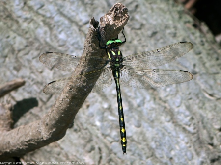 Arrowhead Spiketail dragonfly (male)