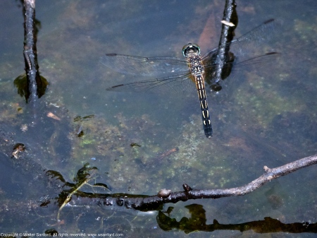 Blue Dasher dragonfly (female, oviposition, in flight)