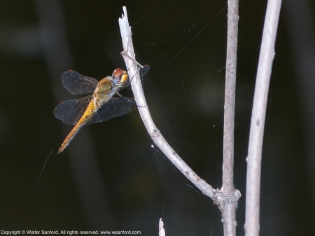 Wandering Glider dragonfly (male)