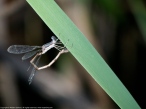 Slender Spreadwing damselfly (female, oviposition)