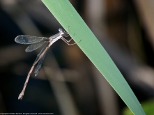 Slender Spreadwing damselfly (female, resting after oviposition)