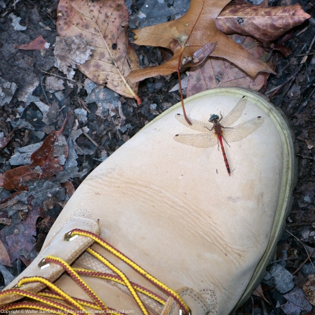 Blue-faced Meadowhawk dragonfly (male, perching on my Timberland Boot)