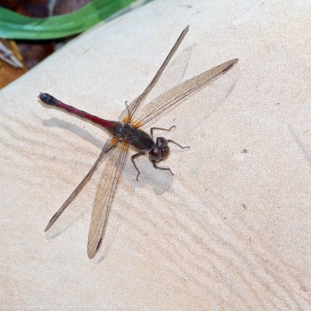 Autumn Meadowhawk dragonfly (female, perching on my Timberland Boot)