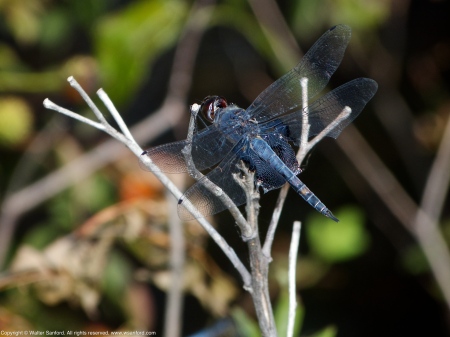 Black Saddlebags dragonfly (male)