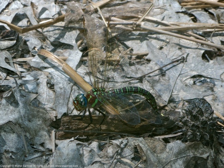 Swamp Darner dragonfly (female, oviposition)