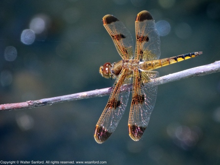 Painted Skimmer dragonfly (male)