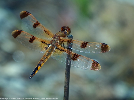 Painted Skimmer dragonfly (male)