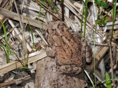 Eastern American Toad (Anaxyrus americanus)