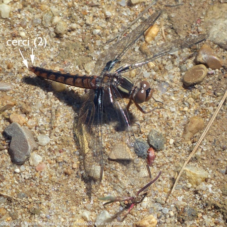 Blue Corporal dragonfly (female)