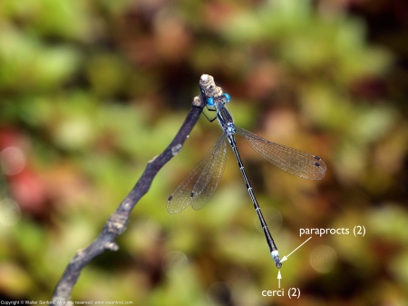 A Southern Spreadwing damselfly (Lestes australis) spotted at Huntley Meadows Park, Fairfax County, Virginia USA. This individual is a male.