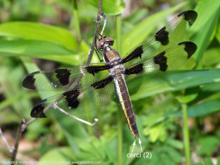 A Twelve-spotted Skimmer dragonfly (Libellula pulchella) spotted at Huntley Meadows Park, Fairfax County, Virginia USA. This individual is a female.