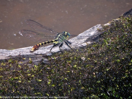 A Unicorn Clubtail dragonfly (Arigomphus villosipes) spotted at Huntley Meadows Park, Fairfax County, Virginia USA. This individual is a male.