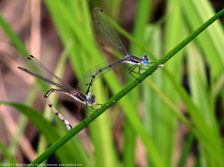 A mating pair of Southern Spreadwing damselflies (Lestes australis) spotted at Huntley Meadows Park, Fairfax County, Virginia USA. This pair is in tandem; the female is laying eggs (oviposition).
