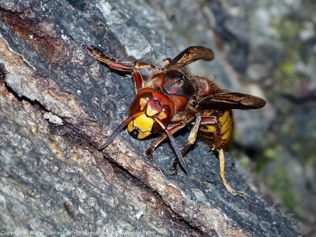 A European Hornet (Vespa crabro) spotted at Huntley Meadows Park, Fairfax County, Virginia USA. This individual is a female.