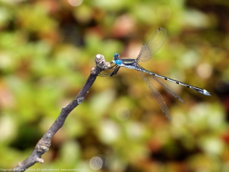 A Southern Spreadwing damselfly (Lestes australis) spotted at Huntley Meadows Park, Fairfax County, Virginia USA. This individual is a male.