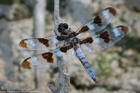 A Twelve-spotted Skimmer dragonfly (Libellula pulchella) spotted at Huntley Meadows Park, Fairfax County, Virginia USA. This individual is a mature male.