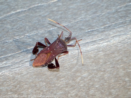 A Leaf-footed Bug (Leptoglossus oppositus) spotted at Huntley Meadows Park, Fairfax County, Virginia USA.