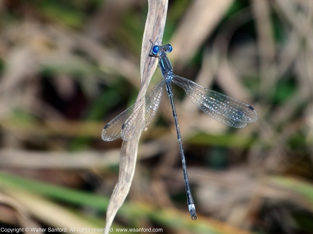 A Sweetflag Spreadwing damselfly (Lestes forcipatus) spotted at Huntley Meadows Park, Fairfax County, Virginia USA. This individual is a male.