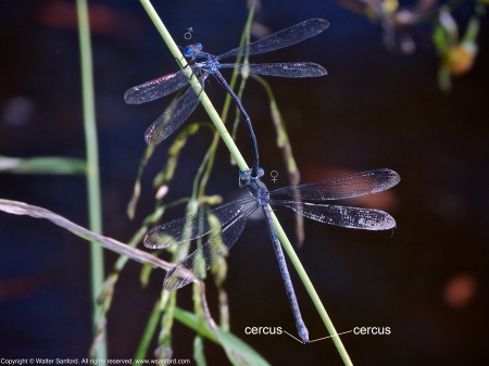 A mating pair of Great Spreadwing damselflies (Archilestes grandis) spotted at Huntley Meadows Park, Fairfax County, Virginia USA. This pair is in tandem.