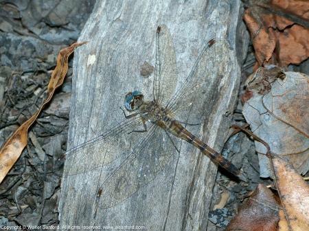 A Blue-faced Meadowhawk dragonfly (Sympetrum ambiguum) spotted at Huntley Meadows Park, Fairfax County, Virginia USA. This individual is a heteromorph female.
