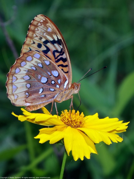 A Great Spangled Fritillary butterfly (Speyeria cybele) spotted at Huntley Meadows Park, Fairfax County, Virginia USA. This individual is feeding on an unknown yellow flower.