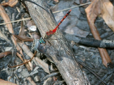 A Blue-faced Meadowhawk dragonfly (Sympetrum ambiguum) spotted at Huntley Meadows Park, Fairfax County, Virginia USA. This individual is a male.